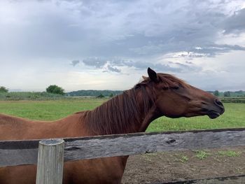 Unbridled 4 of 7
