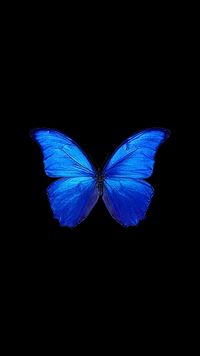 Metamorphosis 2025 - New Year's Eve Celebration