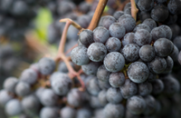 Vintage Vocal Quartet @ Greenvale Vineyards