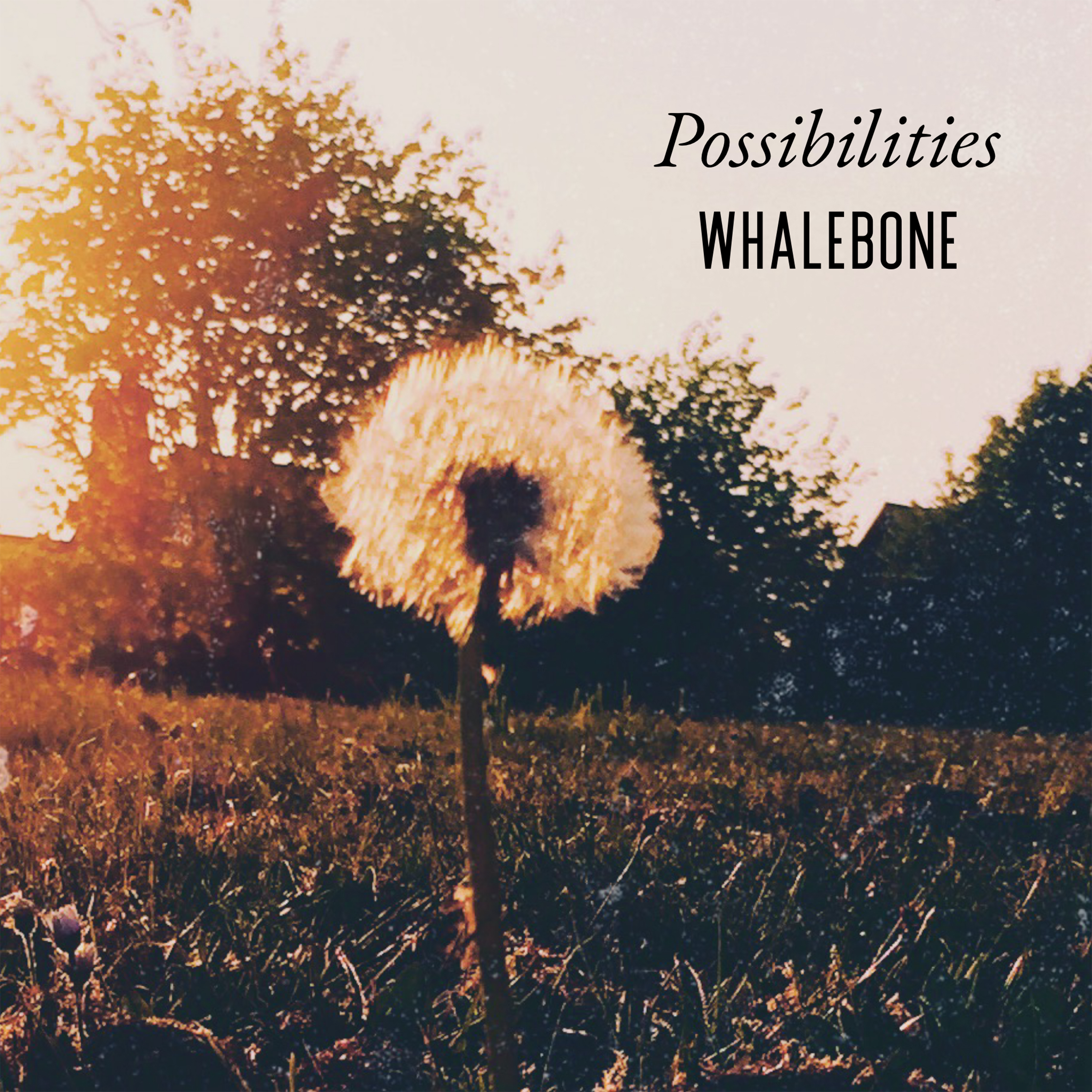 Possibilities - Whalebone