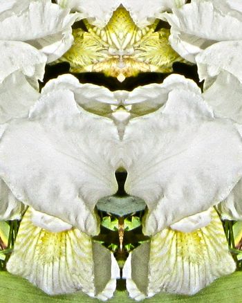 p nokio    8x10
