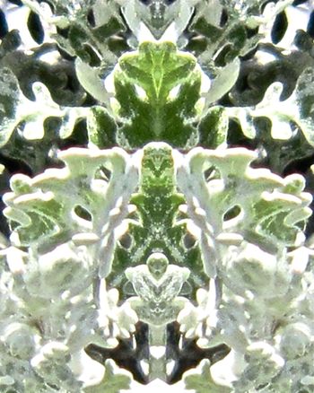 wintergreen    8x10
