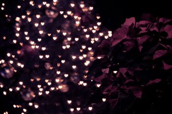 Christmas Rose1
