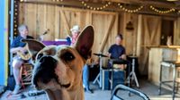 The VLF Trio (Fickel/Law/Deckard) at Friendly Beasts!