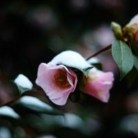 Divine Mother Frequencies 1.6.22 by Mary Lydia Ryan