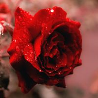 Serrina by Mary Lydia Ryan