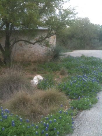 Bluebonnet blue
