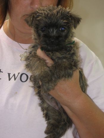 Bitsy at 8 weeks
