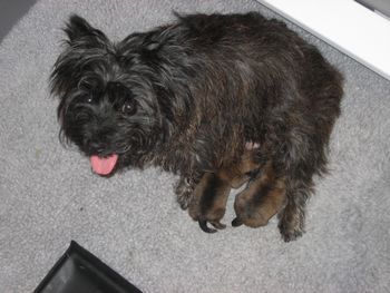 Mona with her two babies, Tipper and Sara
