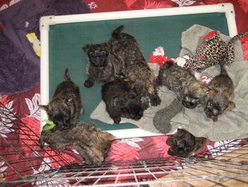 9 rascals at 8 weeks
