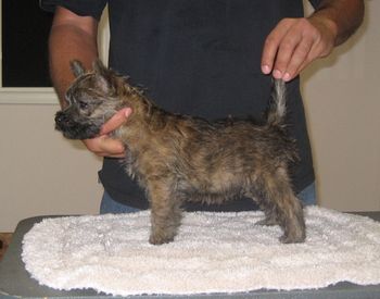Maggie at 8 weeks
