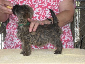 Bitsy 8 weeks
