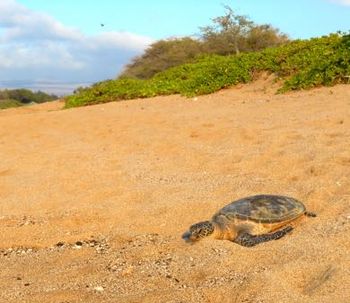 Honu at Waikoloa Beach
