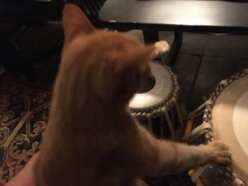 Miss Daisy on Tablas
