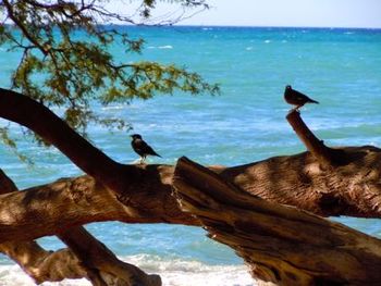 Birds at 69 Beach
