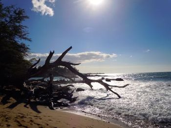 Driftwood Tree at 69 Beach

