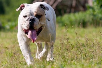 Walkin My Bulldog
