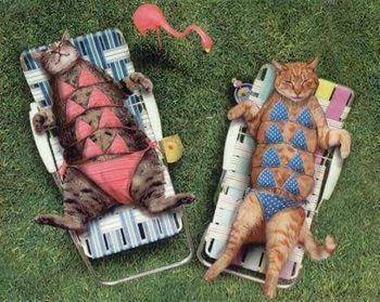 Cat Muscle Beach CAT NIP BABES
