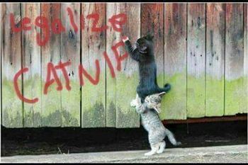 Political cats!
