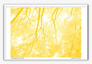 Autobiography of Yellow
