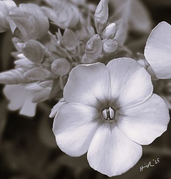 Phlox

