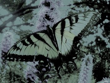 Fading Away 2, Leigh Herrick, Small Doc
