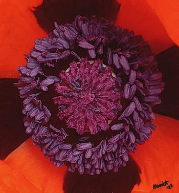 Poppy closeup
