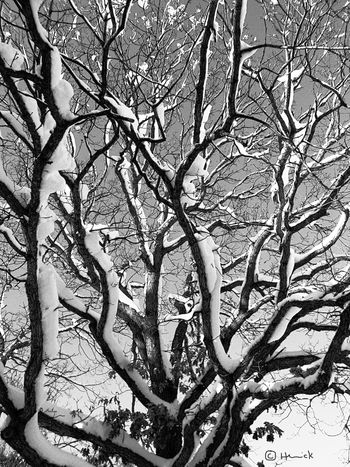 Susan Howe, USA (1937 - ), "But what is envy - Is envy the bonfire inkling?"  (Winter of Women Poets)
