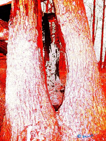 Nicole Brossard, Canada, (1943- ) "So transform me, she said, into a watercolor in the bed"  (Winter of Women Poets)
