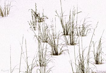 Emily Dickinson, USA (1830-1886),   "Demur - you're straightway dangerous - " (Winter of Women Poets)
