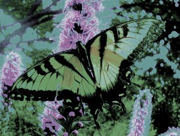 Fading Away 1, Leigh Herrick, Small Doc
