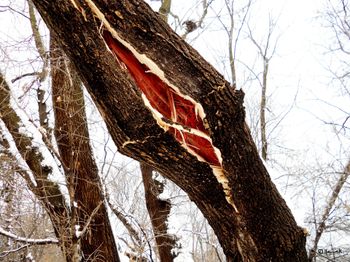 Robin Morgan, USA (1941 - ), "then the blood blossomed from her mouth"  (Winter of Women Poets)
