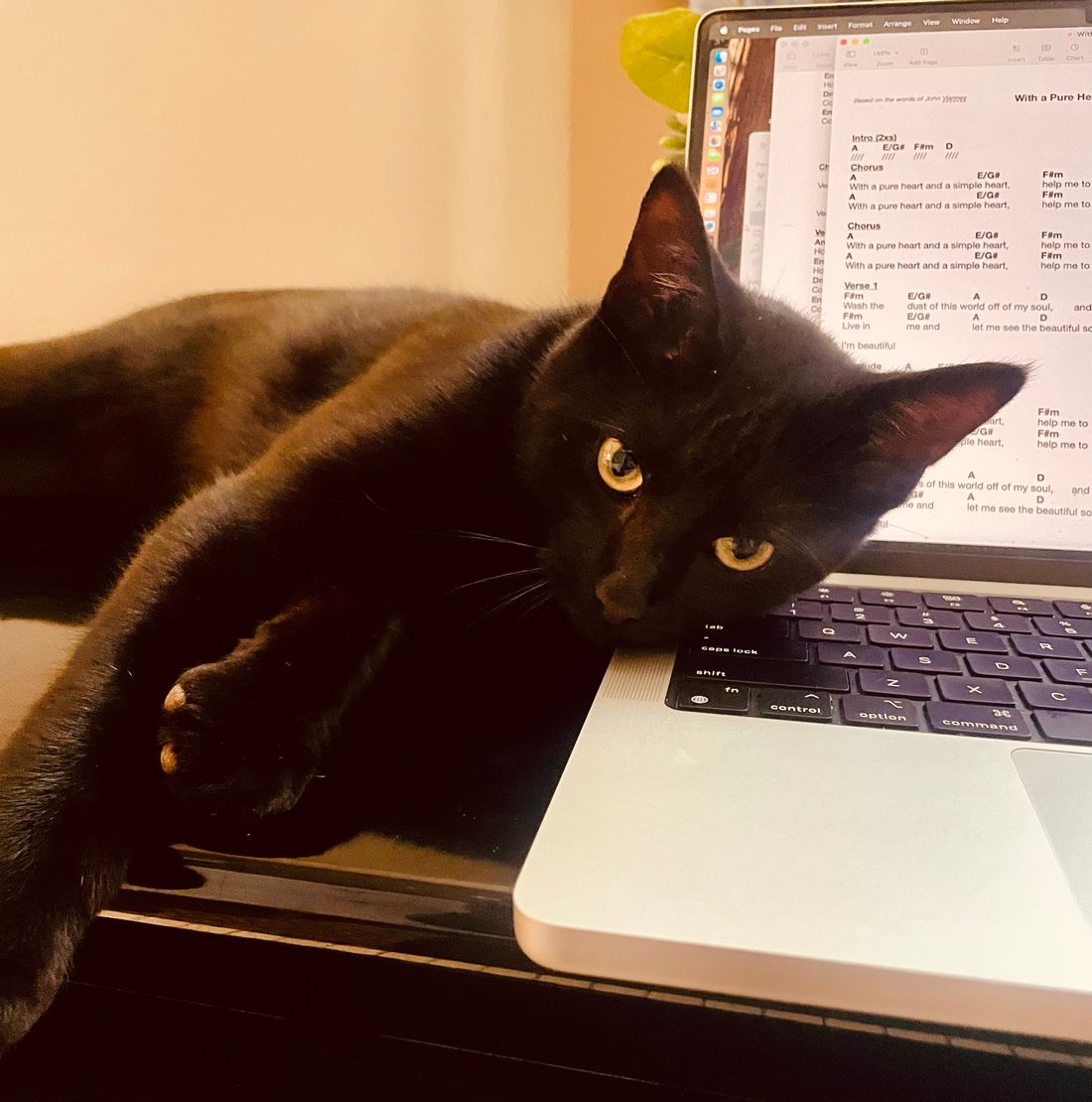 Somebody wants attention 🐈‍⬛
