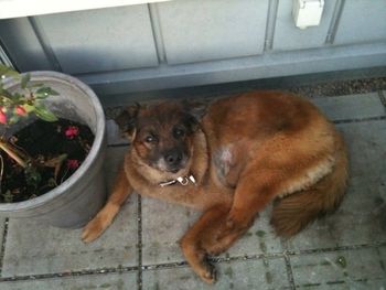 Ghandi, 13, was deaf, sick, but with a new lease on life now.
