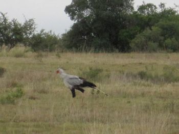 Secretary bird.
