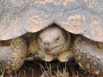 Tortoise close up...
