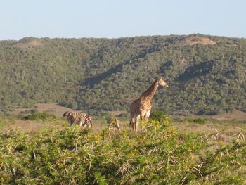 Freedom...within the boundaries of the reserve
