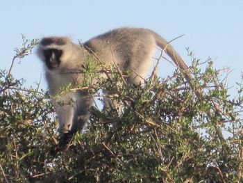 Vervet monkey.
