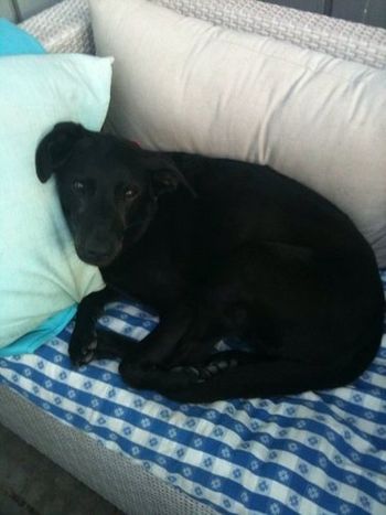 Cora, 10, was anxious ,sick. With a  new lease on life.
