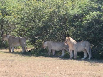 Lions. A hyena is walking by because there is a lion to the left of the pic that has a kill. The hyena toyed with the thought of getting a piece and the lions are sending the message that is not a welcome move.
