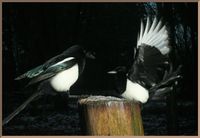 Wabbit Season? Duck Season? No it's Magpie Season...Wandong Rule 303