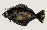 FLOUNDER @ Luna's