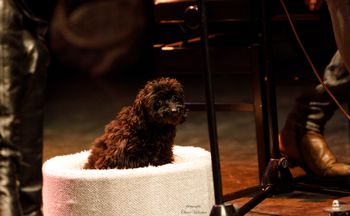 Fundraiser for Ukraine, Theater het Klooster, Nuenen, March 7. Photo Theo van Vijfeijken.
