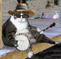 David Reed ~ "Americana Groove Music from the Caribbean to the Delta"