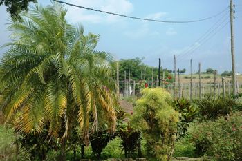 Robaina Back Porch View
