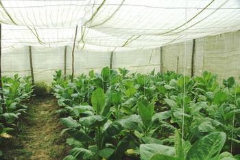 Shade Grown Robaina Leaf
