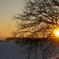 To Wake You: Winter & The Sacred Tree Concert