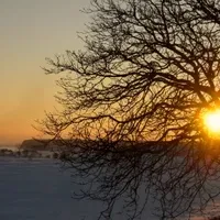 To Wake You: Winter and the Sacred Tree Concert