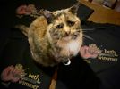 Beth Wimmer 'Sienna' cat T-shirt