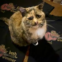 Beth Wimmer 'Sienna' cat T-shirt
